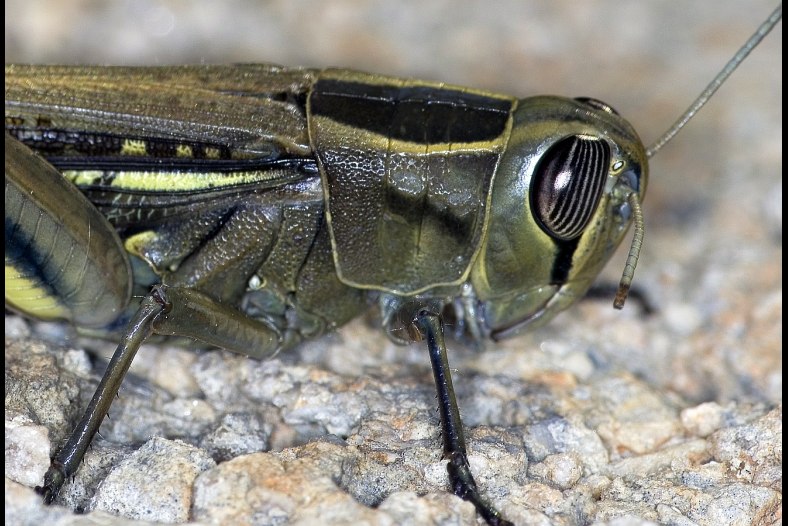 Saltamontes 2